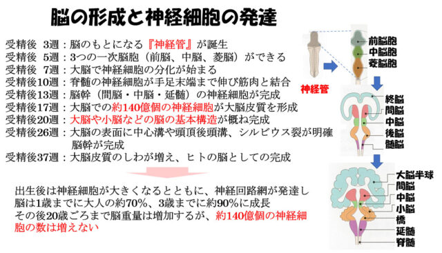 子宮外への適応-中枢神経系疾患-脳の形成と神経細胞の発達