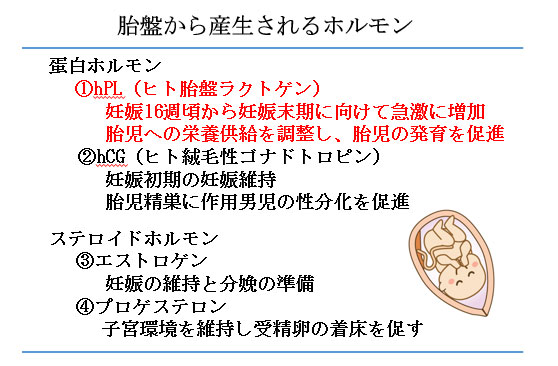 赤ちゃんに問題となる 妊娠合併症-妊娠糖尿病-胎盤から産生されるホルモン
