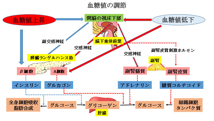 赤ちゃんに問題となる 妊娠合併症-妊娠糖尿病-血糖値の調整