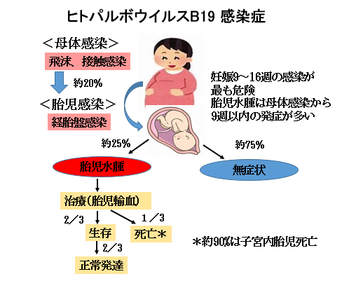 赤ちゃんに問題となる母の感染症-伝染性紅斑-ヒロパルボウイルスB19感染症