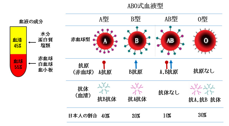 赤ちゃんに問題となる妊娠合併症 -血液型不適合妊娠-ABO式血液型
