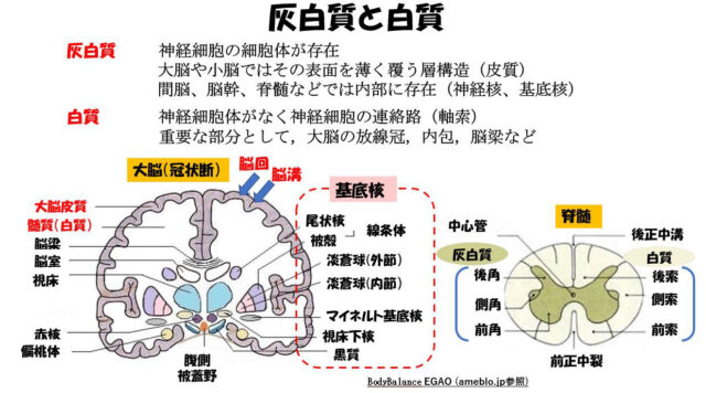 子宮外への適応-中枢神経系疾患-灰白質と白質