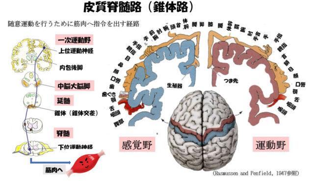子宮外への適応-中枢神経系疾患-皮質脊髄路(錐体路)