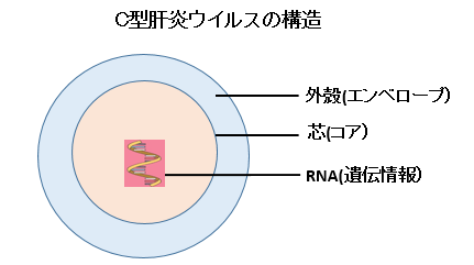 赤ちゃんに問題となるお母さんの感染症-C型肝炎ウイルス-C型肝炎ウイルスの構造