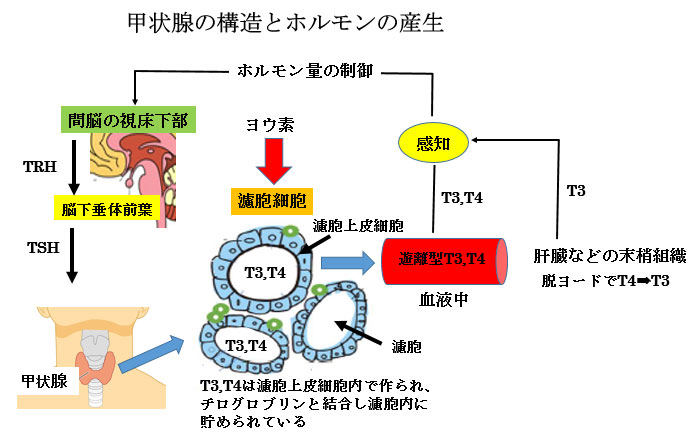 赤ちゃんに問題となる妊娠合併症-甲状腺機能異常-甲状腺ホルモンの産生
