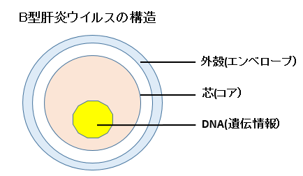 赤ちゃんに問題となる母の感染症-B型肝炎ウイルス-B型肝炎ウイルスの構造
