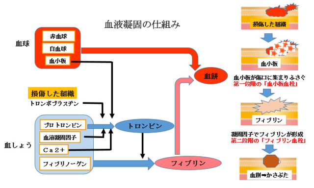 赤ちゃんに問題となる妊娠合併症-血小板減少症-血液凝固の仕組み