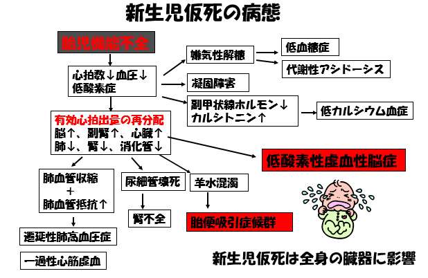 胎児から新生児への適応障害-新生児仮死-新生児仮死の病態