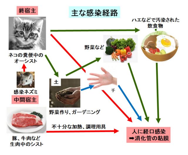 トキソプラズマの主な感染経路