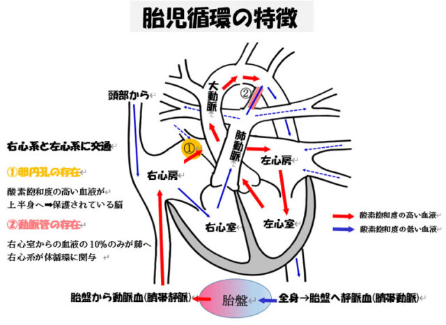 子宮外への適応-胎児循環から新生児循環へ-胎児循環の特徴