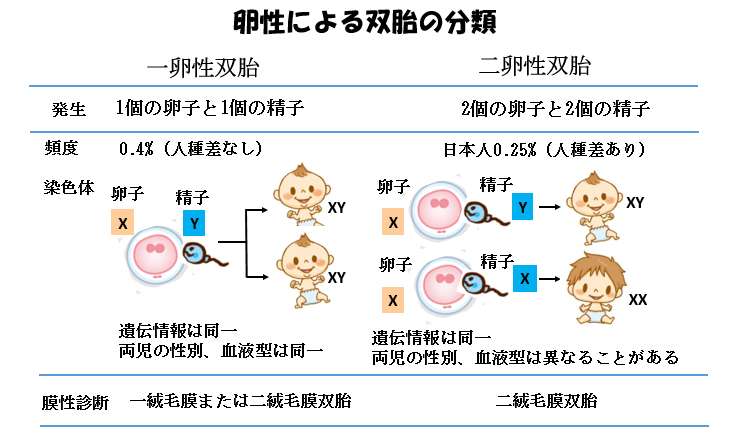 赤ちゃんに問題となる妊娠合併症-双胎-卵生による双胎の分類
