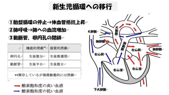子宮外への適応-胎児循環から新生児循環へ-新生児循環への移行