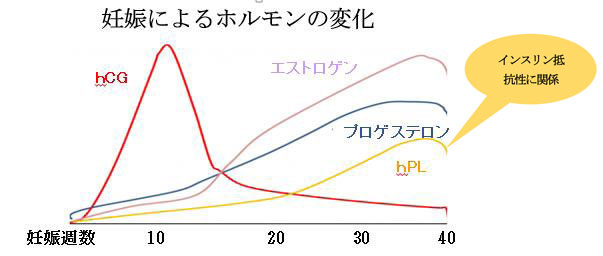 赤ちゃんに問題となる 妊娠合併症-妊娠糖尿病-妊娠によるホルモンの変化