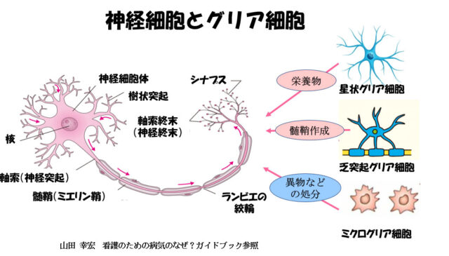 子宮外への適応-中枢神経系疾患-神経細胞とグリア細胞
