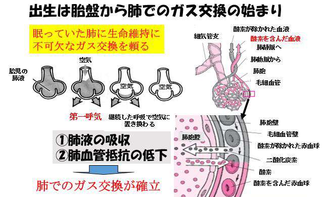 胎児から新生児への適応障害-新生児仮死-出生は胎盤から肺でのガス交換の始まり