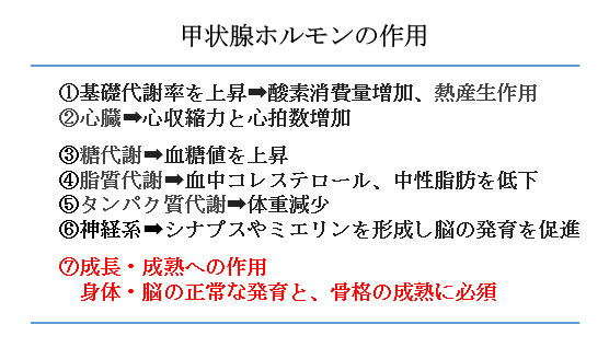 赤ちゃんに問題となる妊娠合併症-甲状腺機能異常-甲状腺ホルモンの作用