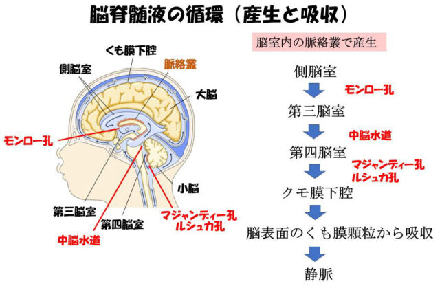 子宮外への適応-中枢神経系疾患-脳髄液の循環（産生と吸収）