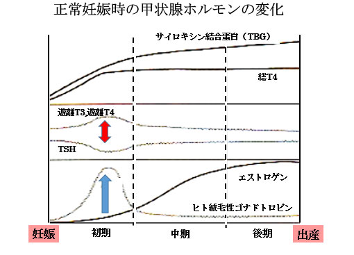 赤ちゃんに問題となる妊娠合併症-甲状腺機能異常-正常妊娠時の甲状腺ホルモンの変化