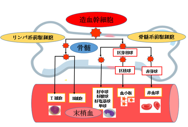 赤ちゃんに問題となる妊娠合併症-血小板減少症-血小板が作られるメカニズム