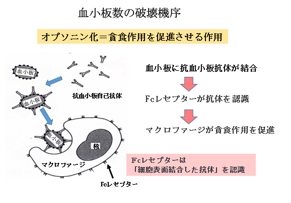 赤ちゃんに問題となる妊娠合併症-血小板減少症-血小板数の破壊機序